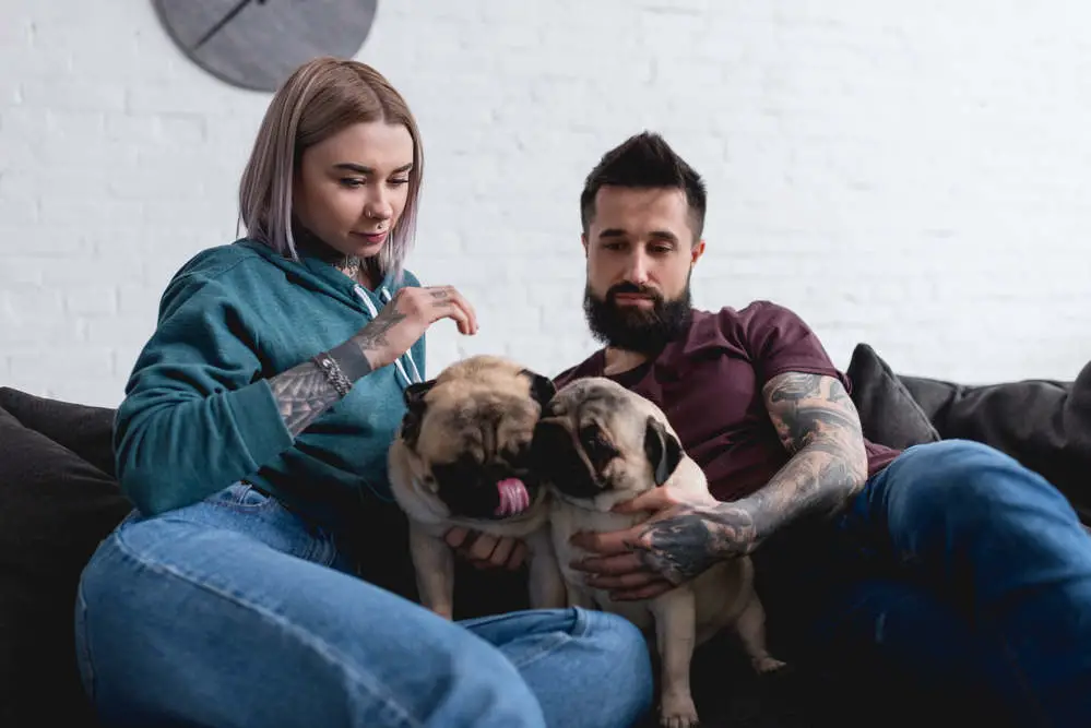 Pugs giving affection to a couple