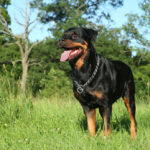 How to Stop Your Rottweiler From Shedding So Much