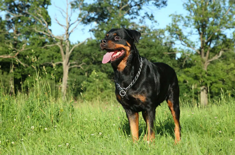 Rottweiler in field