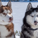 Siberian Husky Dog Breed Profile: History, Temperament, Health & Pros/Cons