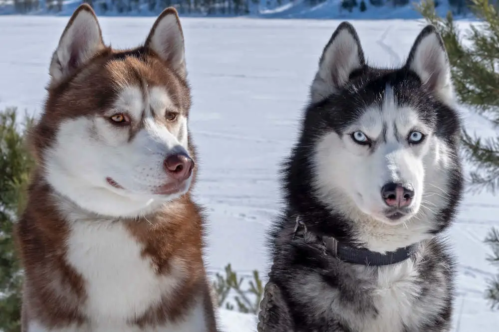 are huskies friendly with kids