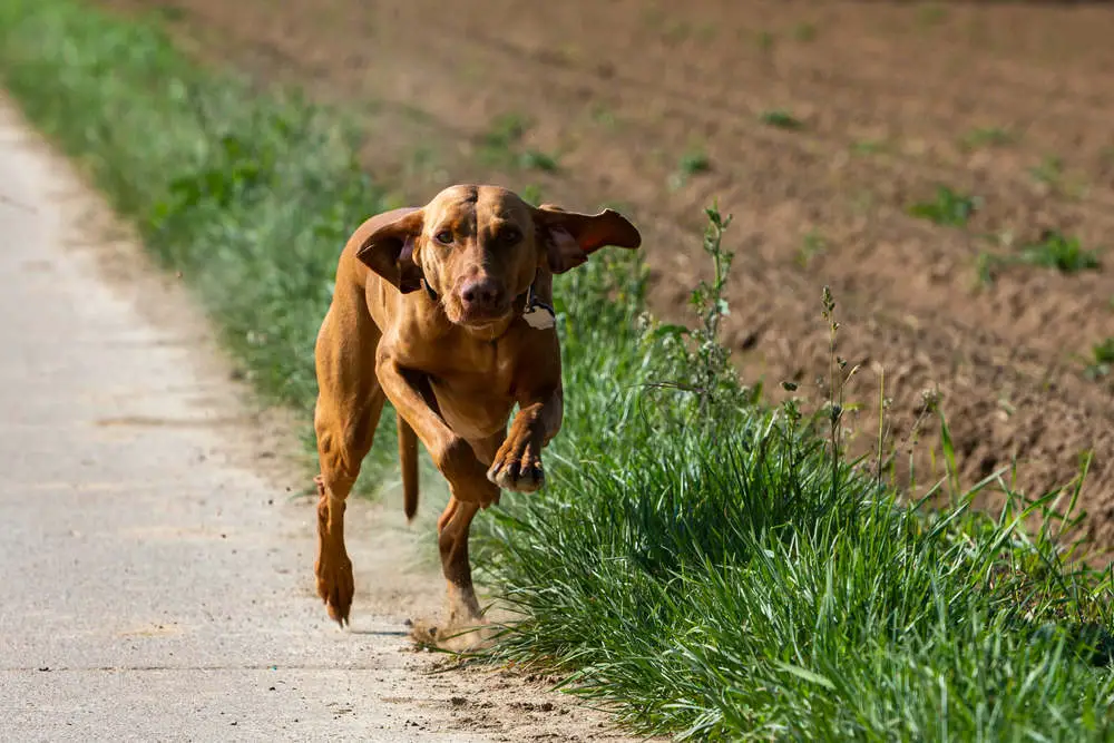 Vizsla running down the sidewalk