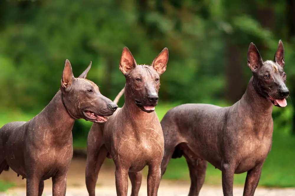 Mexican Hairless Dog