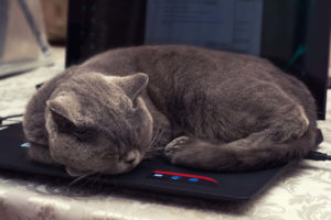 Cat sleeping on laptop