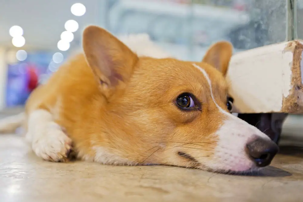 Corgi on floor looking at camera