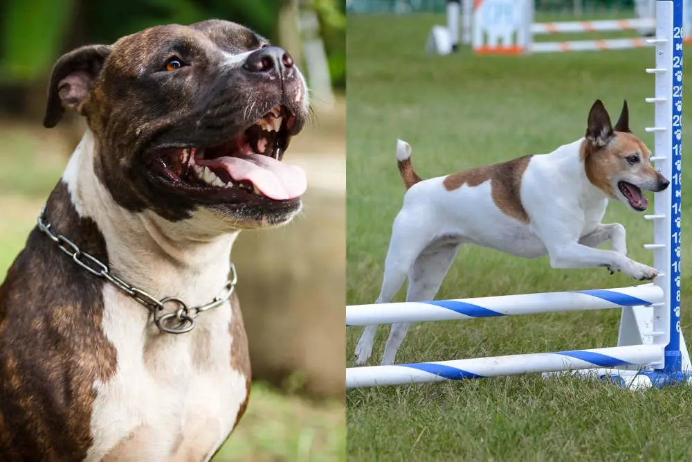 Pitbull and Rat Terrier side by side 