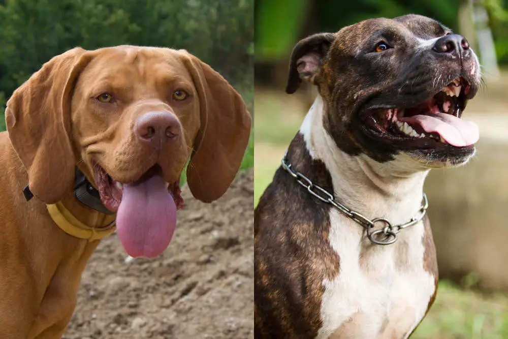 Vizsla and Pitbull side by side