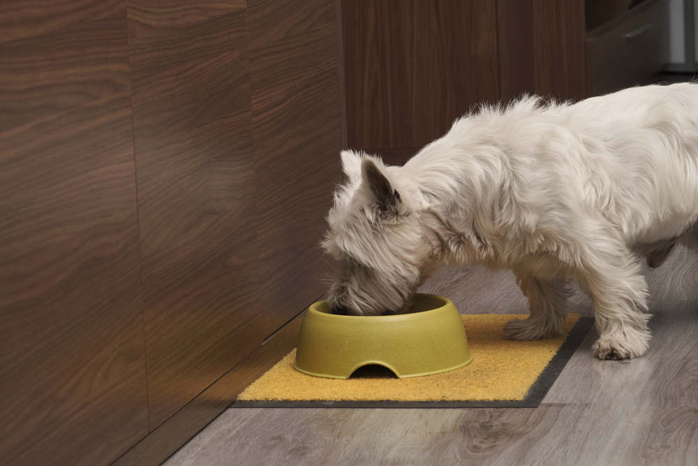 Westie eating dog food