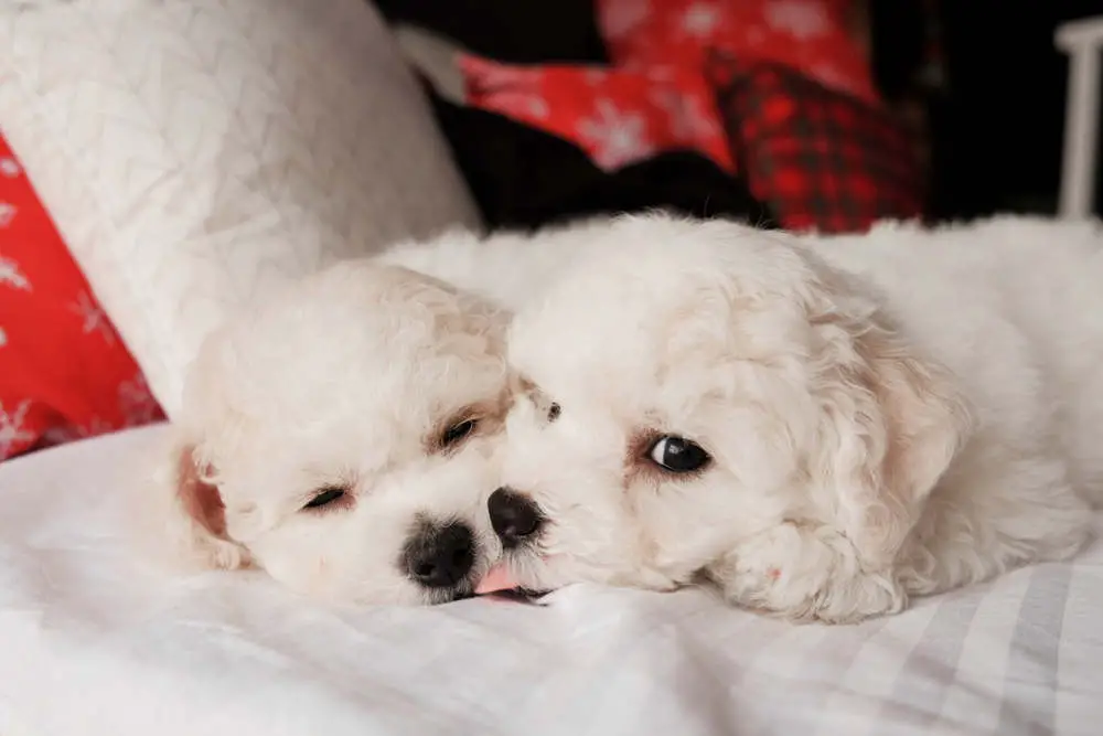 Bichon Frise sneakily licking blanket