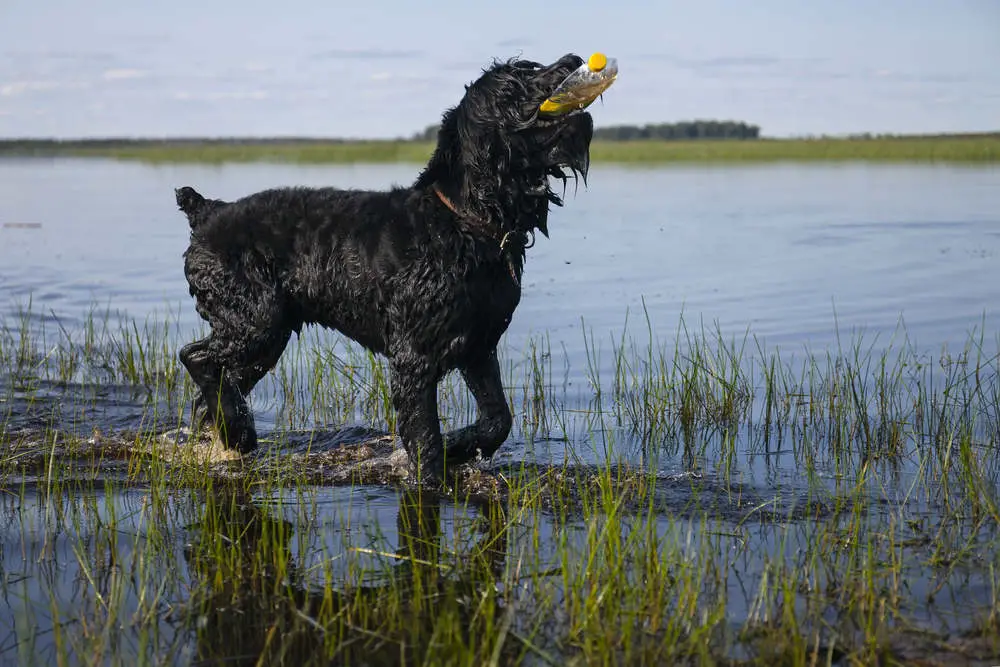 Black Russian Terrier