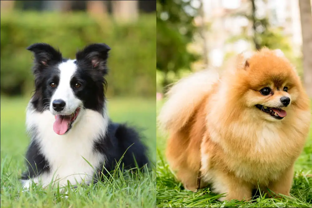 Border Collie Pomeranian side by side