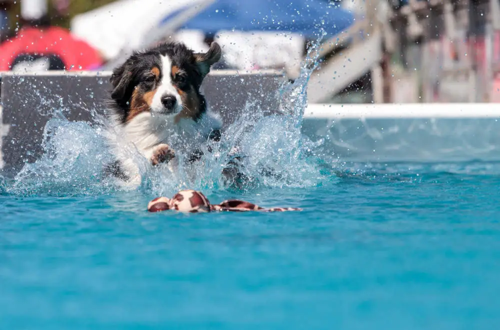 Border Collie swimming in pool with toy