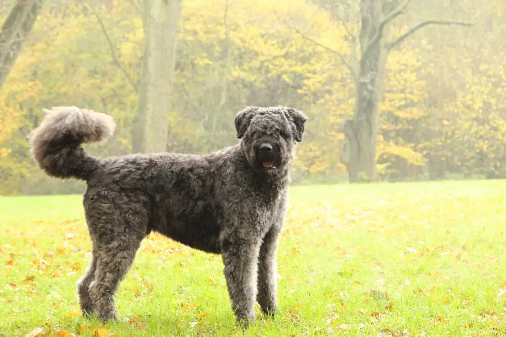 Bouvier Des Flandres