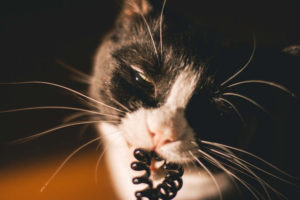 Cat chewing on rubber band