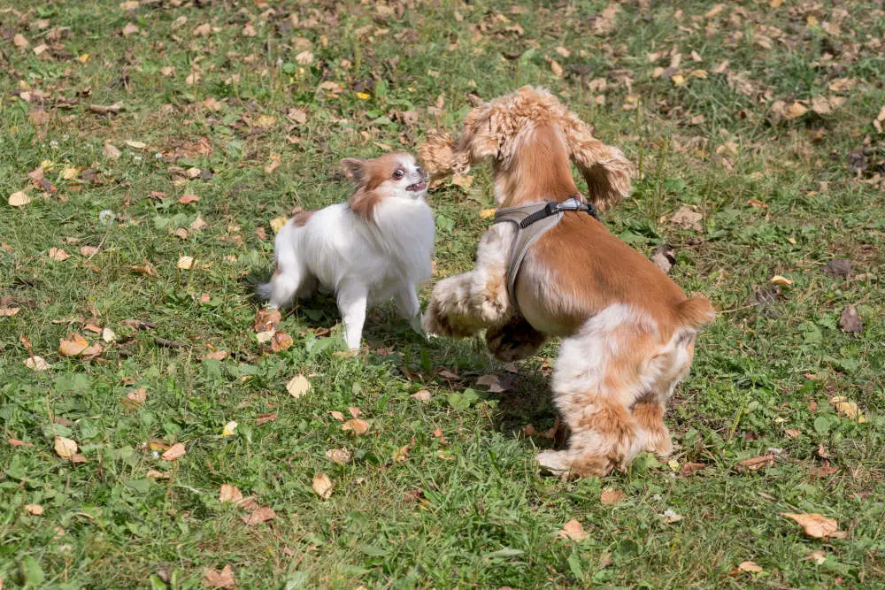 Cavalier King Charles Spaniel Chihuahua playing in park