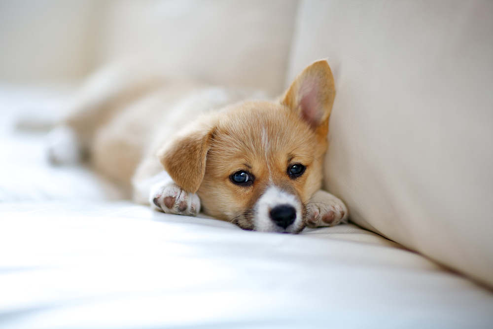 Corgi puppy sploot