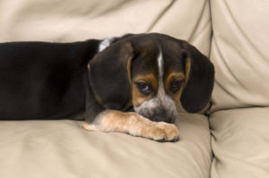 Embarrassed dog on couch