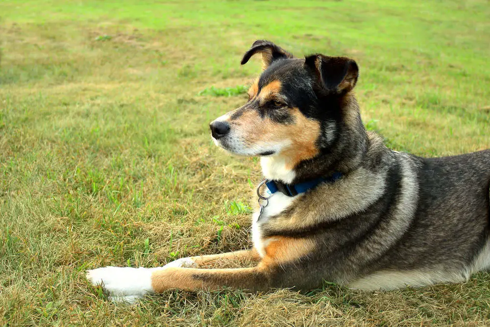 German Shepherd mix breed