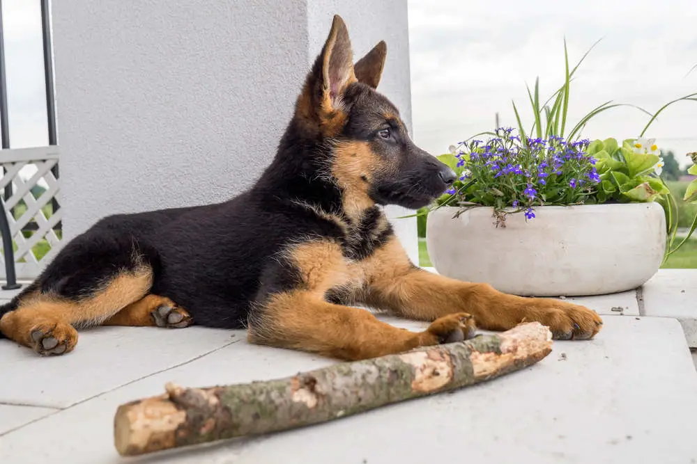 German Shepherd puppy teething on stick