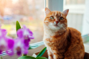 Ginger cat sitting by window