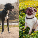 Great Dane Pug Mix: Learn About This Rare Crossbreed