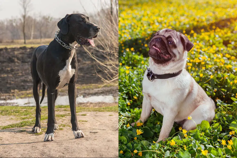 Great Dane and Pug side by side