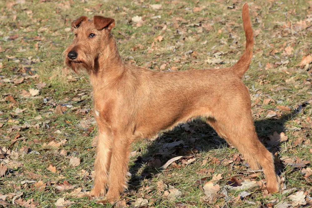 Irish Terrier