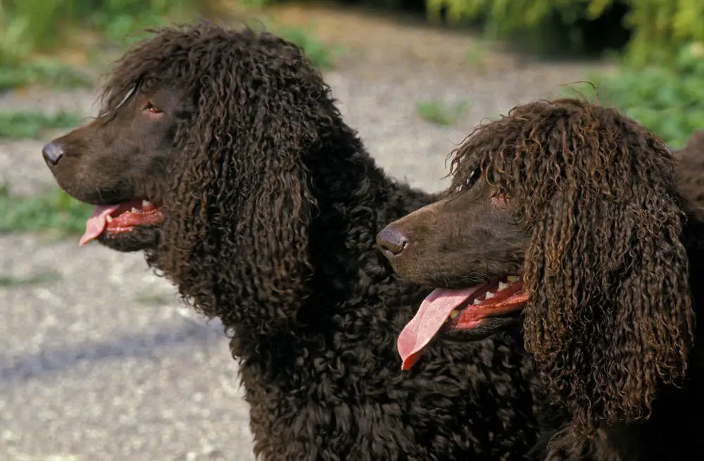 Irish Water Spaniel