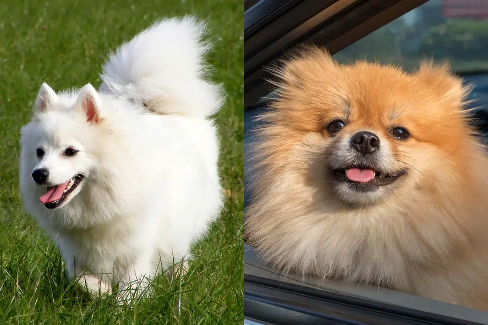 Japanese Spitz and Pomeranian side by side