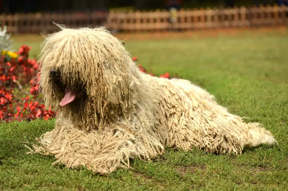 Komondor