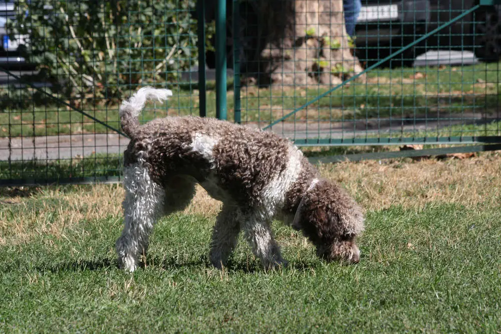 Lagotto Romagnolo in dog park