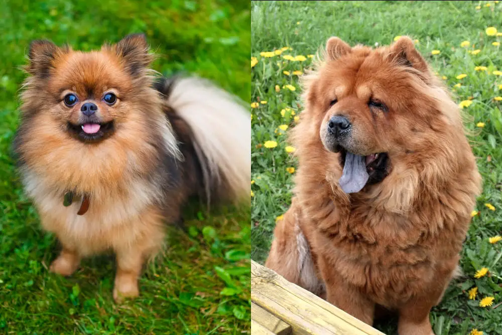 Pomeranian Chow Chow side by side