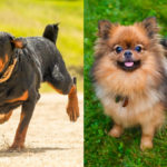 Rottweiler Pomeranian Mix Breed Profile