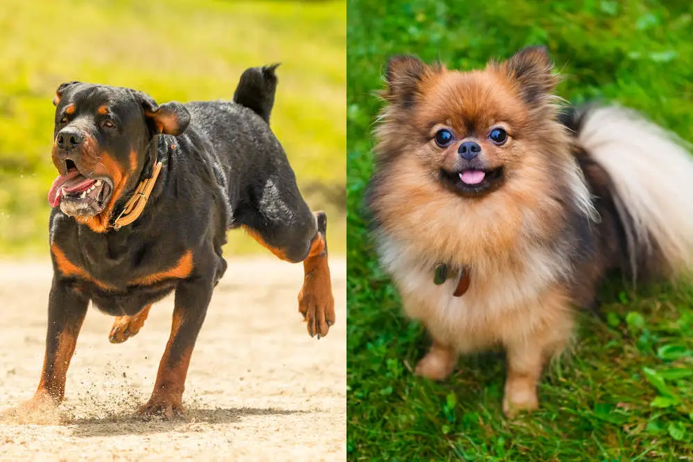 Rottweiler and Pomeranian side by side