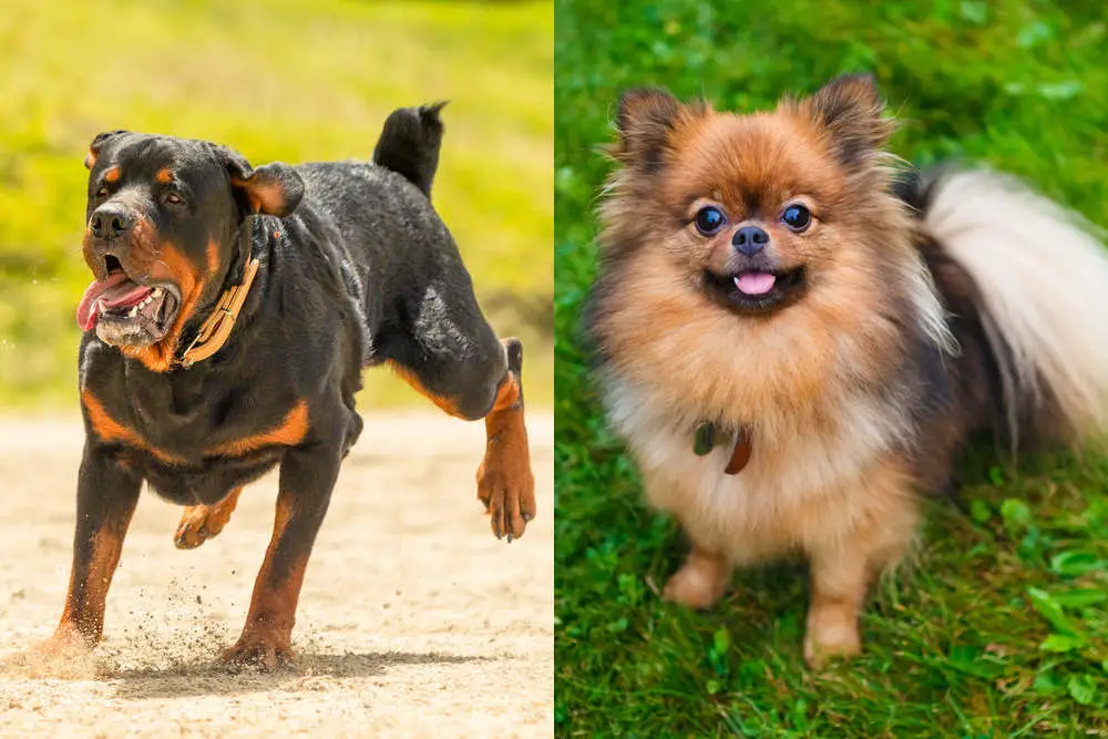 Rottweiler Pomeranian side by side