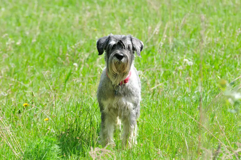 Schnauzer