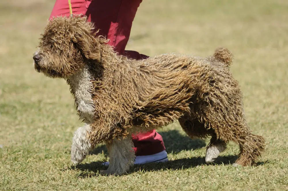 Spanish Water Dog