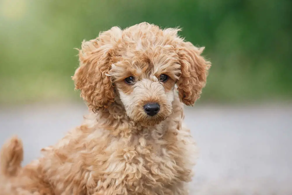 Toy poodle