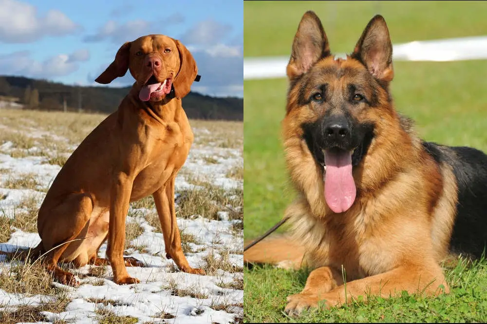 Vizsla German Shepherd side by side