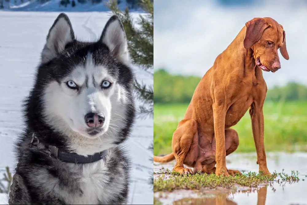 Vizsla and Husky side by side