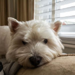 Do Westies Chew Furniture?