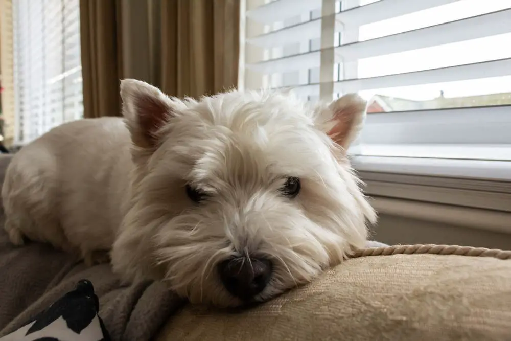 Westie on back of couch