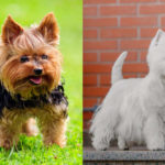 Westie vs Yorkie: What’s the Difference and Which Breed is Best for You?