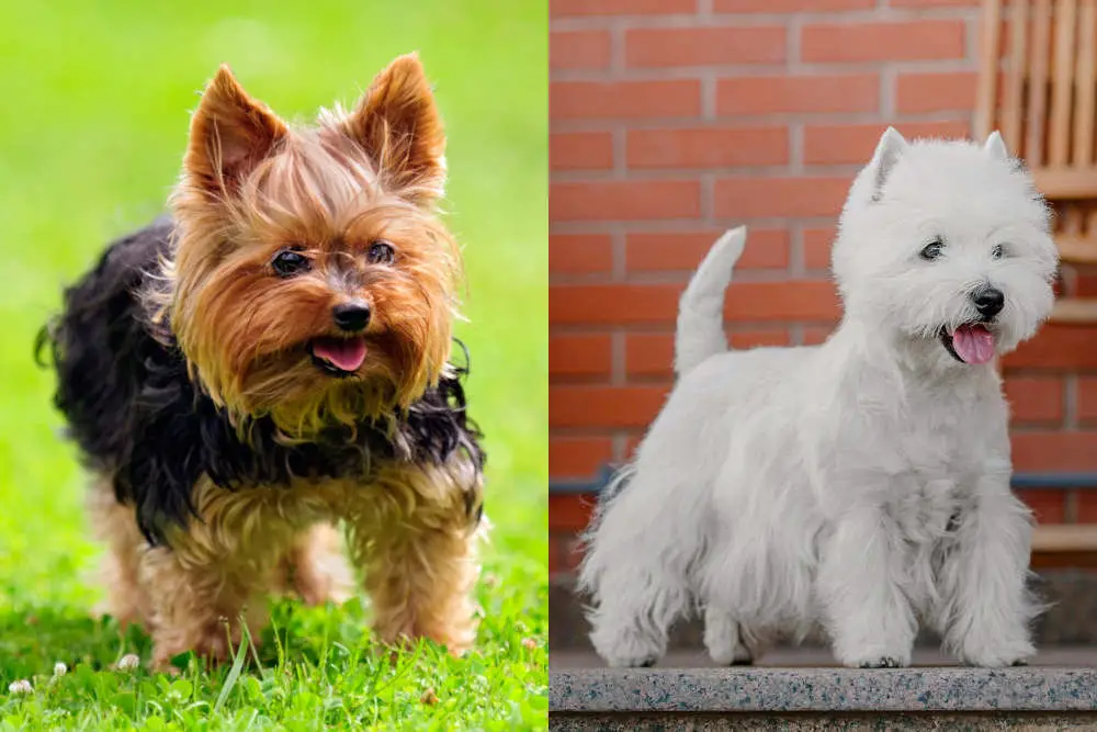 Westie vs Yorkie