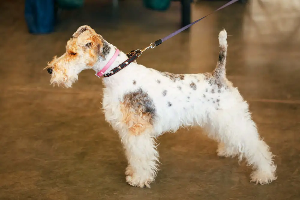 Wirehaired Fox Terrier