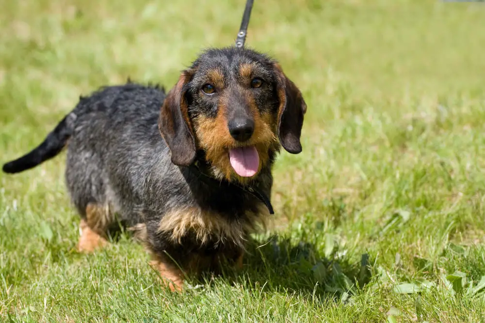 Wirehaired Dachshund