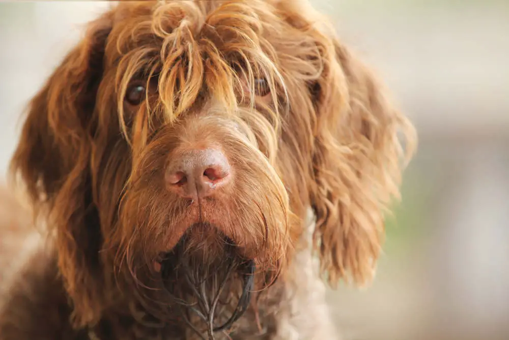 Wirehaired Pointing Griffon