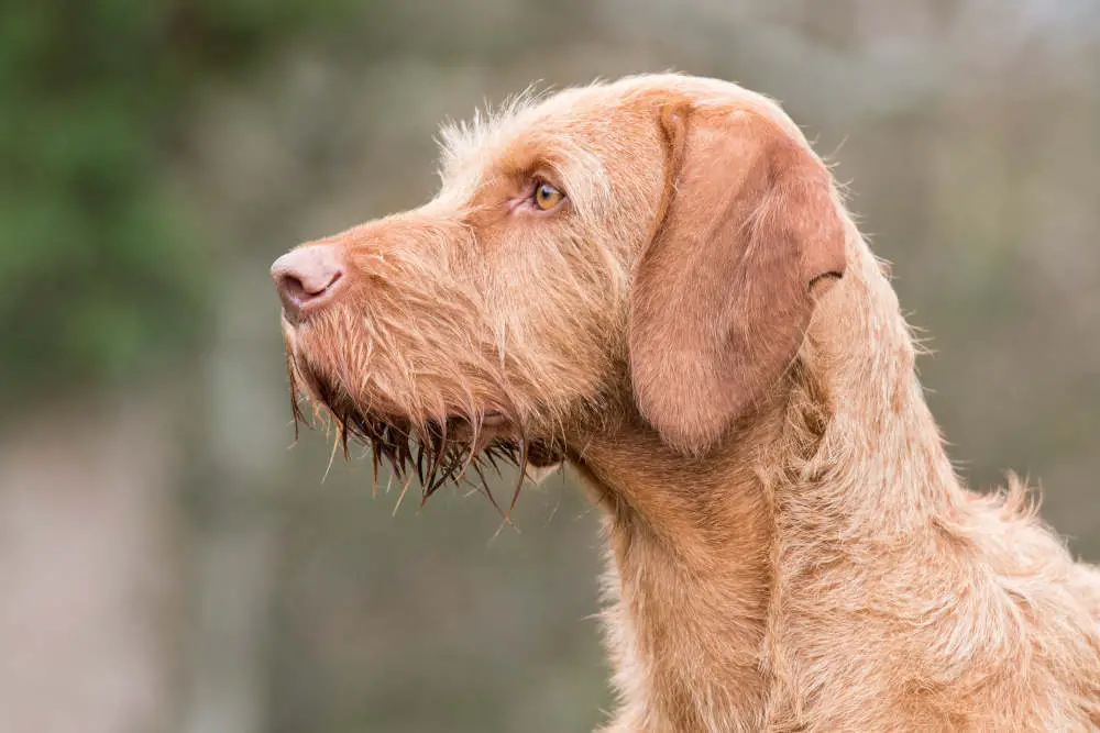 Wirehaired Vizsla