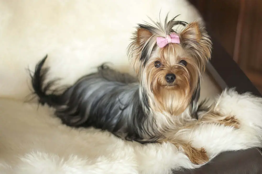 Yorkie posing on a rug