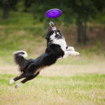 9 of the Best Dog Breeds for Playing Frisbee